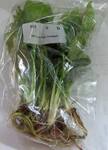 liveplantsr&1752096608 Thumbnail
