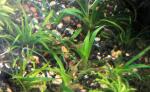 Thumbnail for liveplantsr1752336002