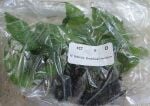 Thumbnail for liveplantsr1753131605