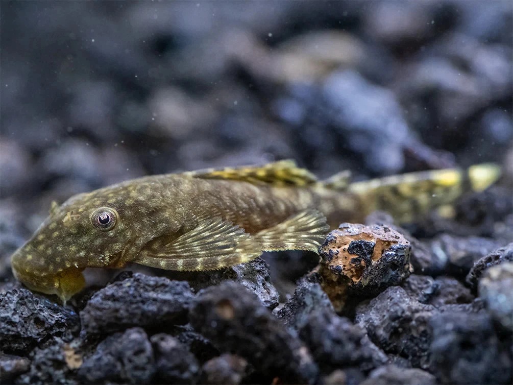 Group of 4 Bristlenose Pleco Normal or Albino Free 2 day Shipping UPS ...