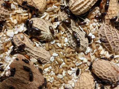 foodl1716522602 - Peanut Beetle Culture***FREE SHIPPING***