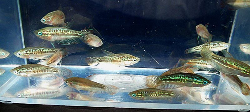 fwanabantoid1747488601 - Group of 6 sparkling gouramis