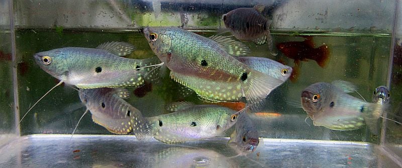 fwanabantoid1747501804 - group of 6 blue gouramis