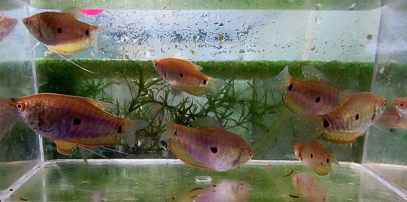fwanabantoid1747501803 - group of 6 lavender gouramis