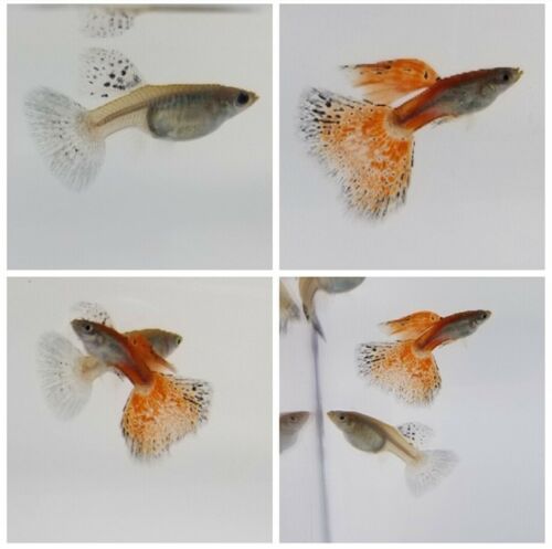 red grass guppies for sale