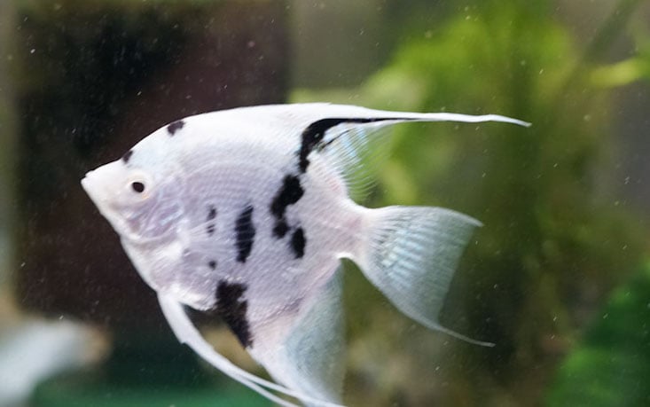 fwangelfish1716165602 - Platinum Panda juvenile around quarter size 
