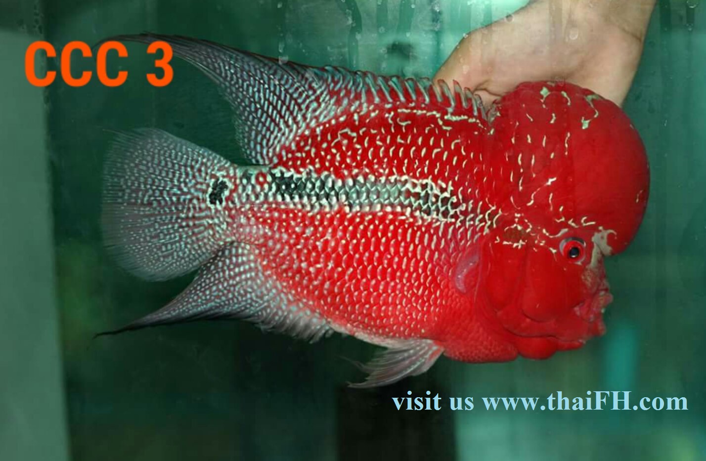 aquabid flowerhorn