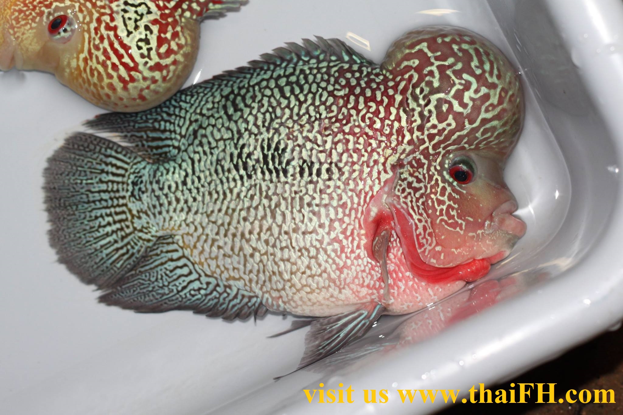 aquabid flowerhorn