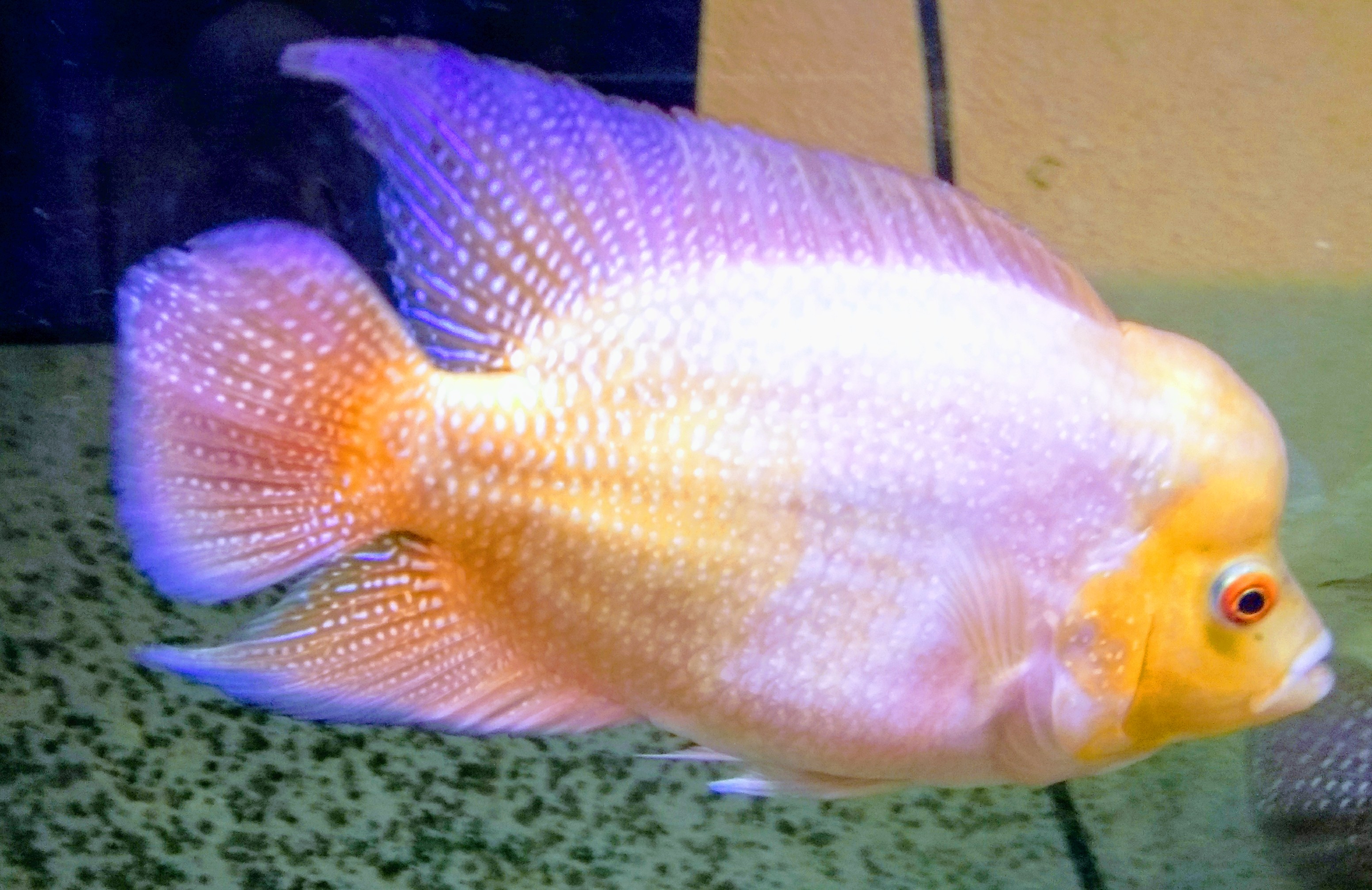 golden flame flowerhorn