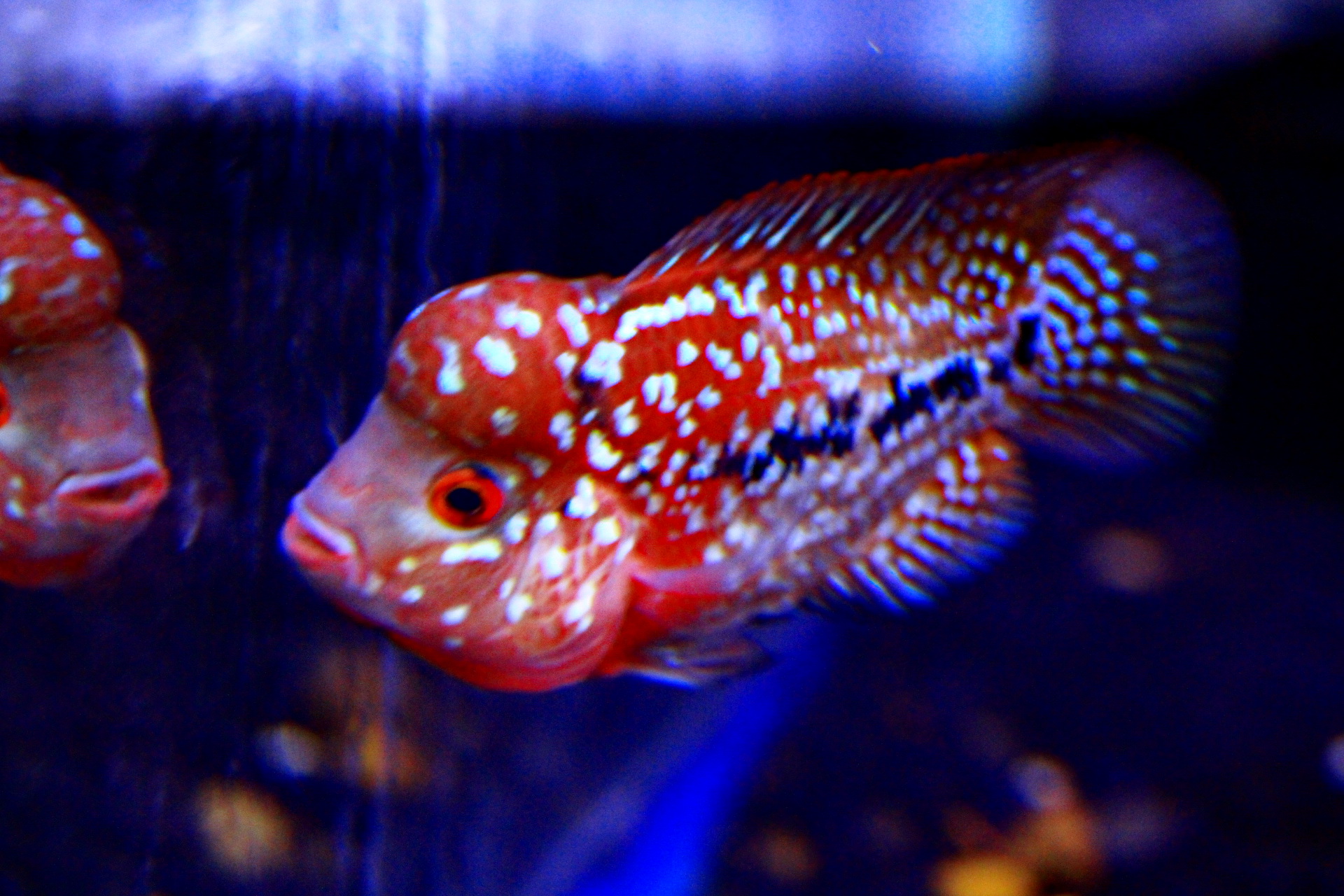 AquaBid.com - Archived Auction # fwflowerhorn1574683063 - GRADE AAA ...