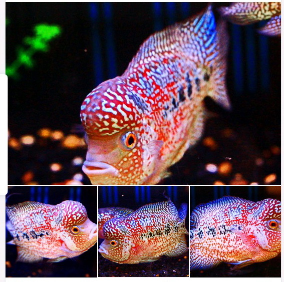 aquabid flowerhorn