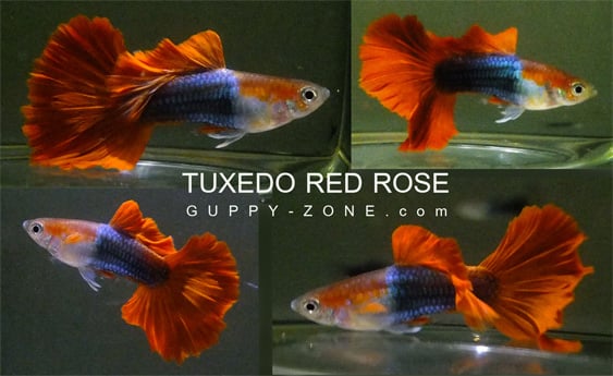 tuxedo red rose guppy