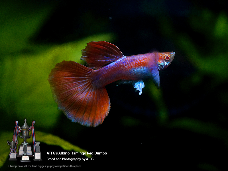 AquaBid.com - Archived Auction # fwguppies1591668463 - ATFG's RREA