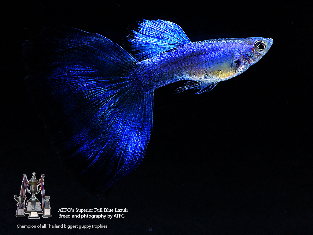 lazuli guppy