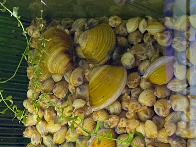 fwinverts1714628405 - 50+ LIVE FRESHWATER GOLDEN BABY CLAMS MUSSELS 