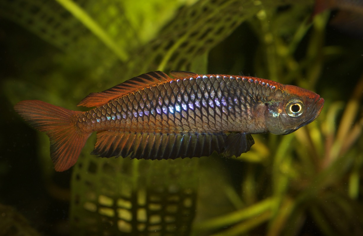 AquaBid.com - Archived Auction # fwrainbows1586533191 - Rhadinocentrus ...