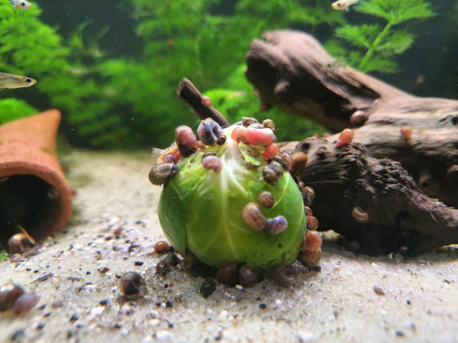 Beautiful Ramshorn Snails 